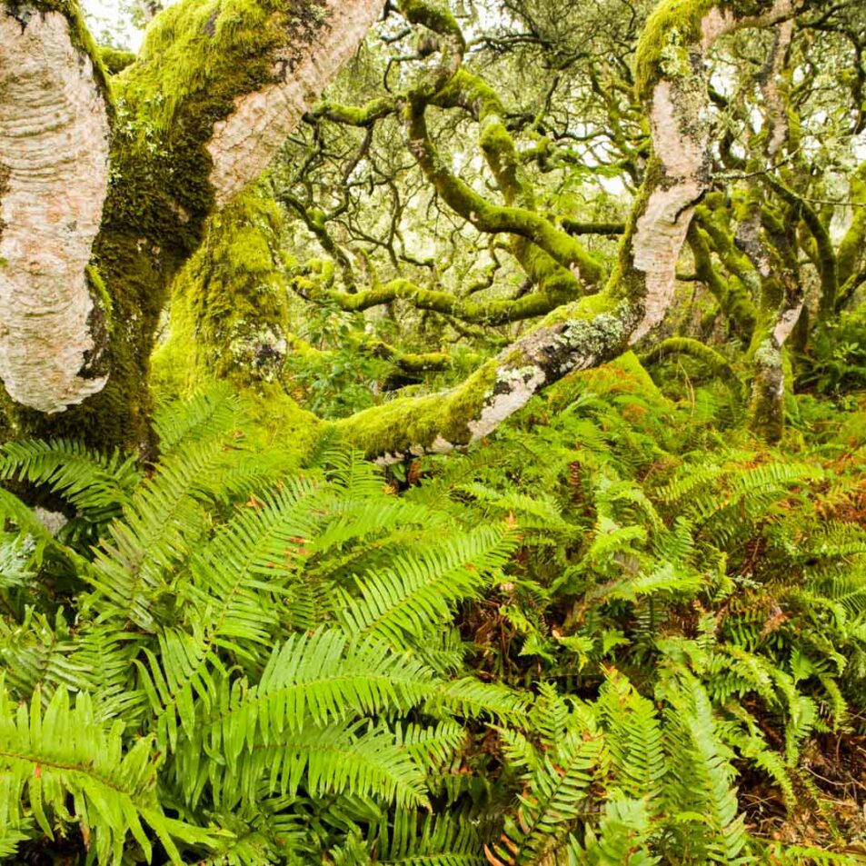 Coast Live Oak (Quercus agrifolia) trees and Sword Ferns (Polystichum munitum) in mixed evergreen forest, Point Reyes National Seashore, California